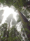 redwoods%202%2025.jpg