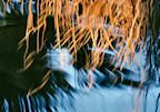 reflections%20of%20reeds%202%2025.jpg