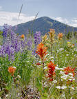 wildflowers%20and%20mountain%202%2025.jpg